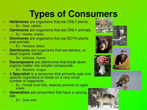 different type of consumers.